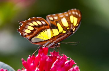 Bitkinin üzerindeki Malachite kelebeği. Doğal çevrede böcek var. Yakın plan. Siproeta stelenleri.