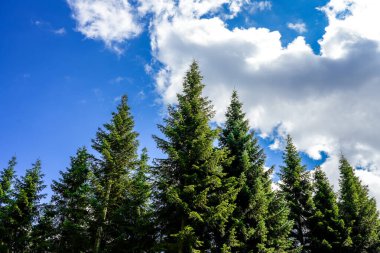 Ormandaki çam ağaçları.