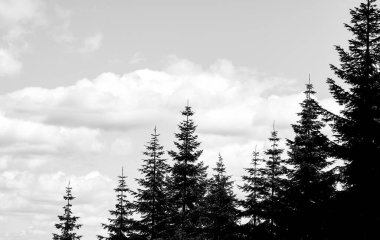 Ormandaki çam ağaçları.