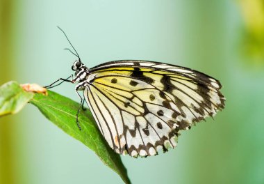 Büyük ağaç perisi. Kelebek doğal ortamında. Böceklere yakın çekim. Fikir luconoe. Kağıt uçurtma kelebeği, pirinç kağıdı kelebeği.