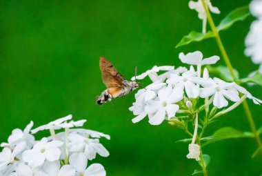 Uçan böcek beyaz bir çiçekte nektar toplar. Kaptan Kelebek.