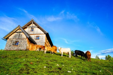 Avusturya 'daki Tauplitzalm' da dağları ve ormanları olan cennet manzarası. Salzkammergut, Styria 'daki Tauplitz' de Doğa.