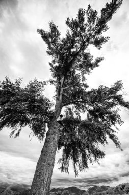 Siyah beyaz yapayalnız bir ağaç manzarası.