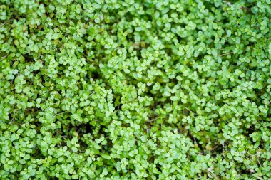 Close-up of Corsican creeper. Green plant as background. Soleirolia soleirolii. clipart