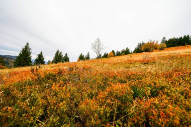 Feldberg, Kara Orman 'da sonbaharda manzara. Feldbergsteig yürüyüş parkuru. Baden-Wuerttemberg 'in Breisgau-Hochschwarzwald bölgesinde doğa.