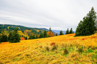 Feldberg, Kara Orman 'da sonbaharda manzara. Feldbergsteig yürüyüş parkuru. Baden-Wuerttemberg 'in Breisgau-Hochschwarzwald bölgesinde doğa.