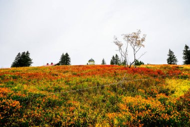 Feldberg, Kara Orman 'da sonbaharda manzara. Feldbergsteig yürüyüş parkuru. Baden-Wuerttemberg 'in Breisgau-Hochschwarzwald bölgesinde doğa.