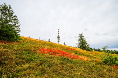 Feldberg, Kara Orman 'da sonbaharda manzara. Feldbergsteig yürüyüş parkuru. Baden-Wuerttemberg 'in Breisgau-Hochschwarzwald bölgesinde doğa.