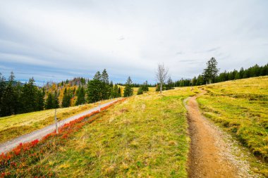 Feldberg, Kara Orman 'da sonbaharda manzara. Feldbergsteig yürüyüş parkuru. Baden-Wuerttemberg 'in Breisgau-Hochschwarzwald bölgesinde doğa.
