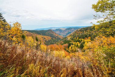 Feldberg, Kara Orman 'da sonbaharda manzara. Feldbergsteig yürüyüş parkuru. Baden-Wuerttemberg 'in Breisgau-Hochschwarzwald bölgesinde doğa.