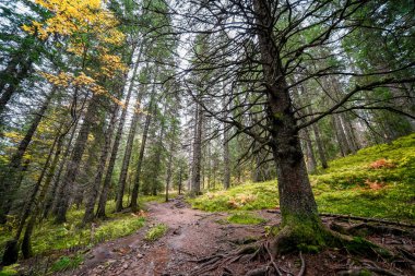 Feldberg, Kara Orman 'da sonbaharda manzara. Feldbergsteig yürüyüş parkuru. Baden-Wuerttemberg 'in Breisgau-Hochschwarzwald bölgesinde doğa.