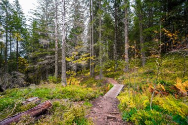 Feldberg, Kara Orman 'da sonbaharda manzara. Feldbergsteig yürüyüş parkuru. Baden-Wuerttemberg 'in Breisgau-Hochschwarzwald bölgesinde doğa.
