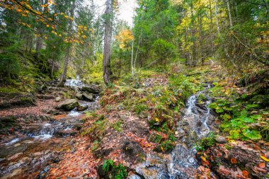Feldberg, Kara Orman 'da sonbaharda manzara. Feldbergsteig 'de şelaleli yürüyüş yolu. Breisgau-Hochschwarzwald bölgesinde doğa.