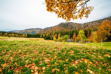 Feldberg, Kara Orman 'da sonbaharda manzara. Feldbergsteig yürüyüş parkuru. Baden-Wuerttemberg 'in Breisgau-Hochschwarzwald bölgesinde doğa.