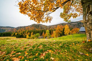 Feldberg, Kara Orman 'da sonbaharda manzara. Feldbergsteig yürüyüş parkuru. Baden-Wuerttemberg 'in Breisgau-Hochschwarzwald bölgesinde doğa.