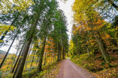 Feldberg, Kara Orman 'da sonbaharda manzara. Feldbergsteig yürüyüş parkuru. Baden-Wuerttemberg 'in Breisgau-Hochschwarzwald bölgesinde doğa.