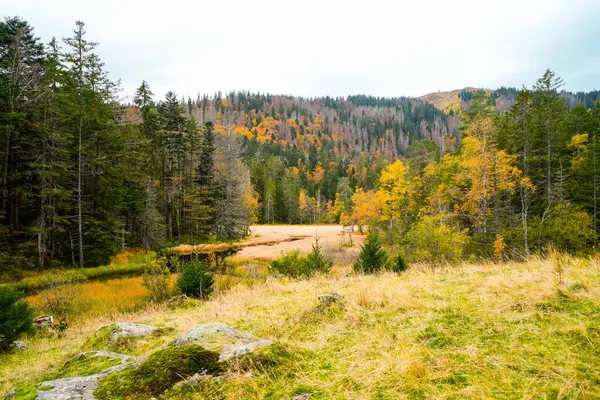 Krajobraz Jesienią Feldberg Czarnym Lesie Szlak Turystyczny Feldbergsteiga Natura Powiecie — Zdjęcie stockowe