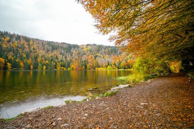 Feldberg, Kara Orman 'da sonbaharda manzara. Feldbergsteig yürüyüş parkuru. Baden-Wuerttemberg 'deki Breisgau-Hochschwarzwald bölgesinde Feldsee' de Doğa.