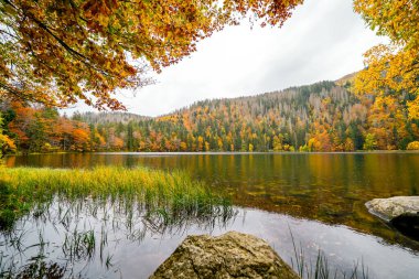 Feldberg, Kara Orman 'da sonbaharda manzara. Feldbergsteig yürüyüş parkuru. Baden-Wuerttemberg 'deki Breisgau-Hochschwarzwald bölgesinde Feldsee' de Doğa.