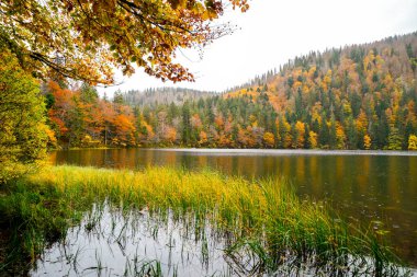 Feldberg, Kara Orman 'da sonbaharda manzara. Feldbergsteig yürüyüş parkuru. Baden-Wuerttemberg 'deki Breisgau-Hochschwarzwald bölgesinde Feldsee' de Doğa.