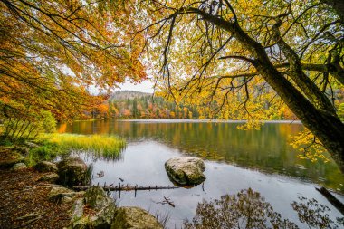 Feldberg, Kara Orman 'da sonbaharda manzara. Feldbergsteig yürüyüş parkuru. Baden-Wuerttemberg 'deki Breisgau-Hochschwarzwald bölgesinde Feldsee' de Doğa.