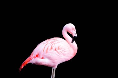 Siyah arkaplana karşı pembe flamingo.