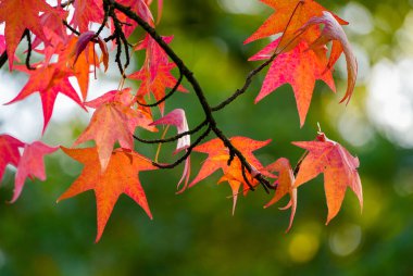 Sonbaharda kırmızı yapraklar. Yılın farklı zamanlarında yaprak döken ağaç değişiyor..