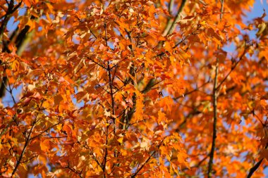 Sonbaharda ağaçta portakal yaprakları. Doğada sonbahar renkleri.