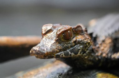 Genç bir timsahın portresi. Hayvan yakın planda..