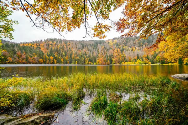 Feldberg, Kara Orman 'da sonbaharda manzara. Feldbergsteig yürüyüş parkuru. Baden-Wuerttemberg 'deki Breisgau-Hochschwarzwald bölgesinde Feldsee' de Doğa.