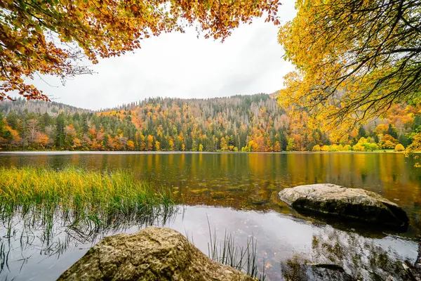 秋天的风景 在费尔德堡的黑森林 Feldbergsteig徒步小径Baden Wuerttemberg Breisgau Hochschwarzwald区Feldsee的自然 — 图库照片