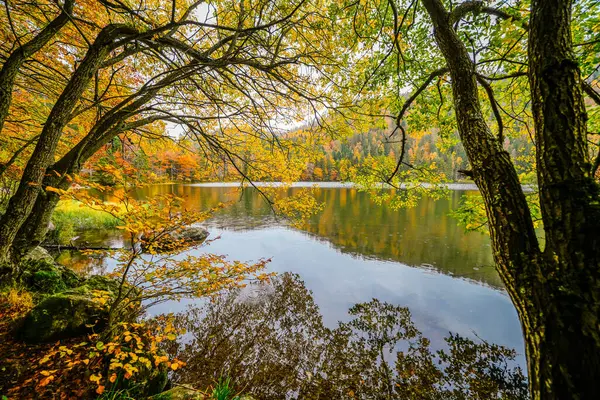 Feldberg, Kara Orman 'da sonbaharda manzara. Feldbergsteig yürüyüş parkuru. Baden-Wuerttemberg 'deki Breisgau-Hochschwarzwald bölgesinde Feldsee' de Doğa.