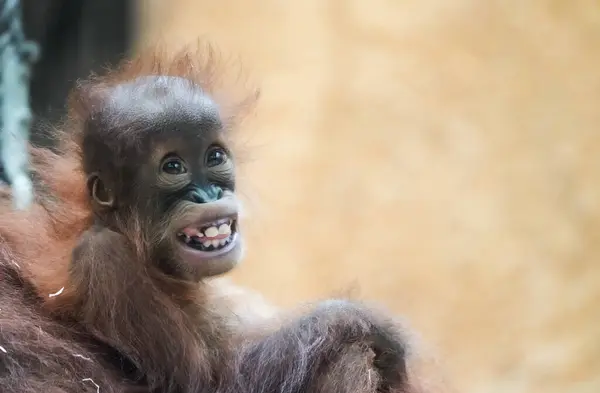 stock image Portrait of a young orangutan baby. Sweet monkey.