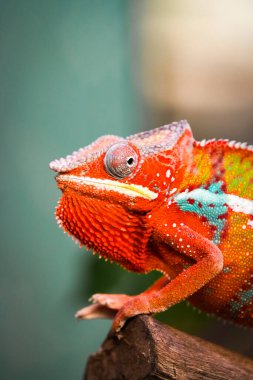 Renkli derisi olan bir panter bukalemununun yan portresi. Furcifer pardalis. Sürüngen yakın çekimi.
