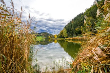 Kara Orman 'da Berghaupten yakınlarında kavak ormanı gölü. Göl kenarındaki Idyllic sonbahar manzarası. Pappelwaldsee.