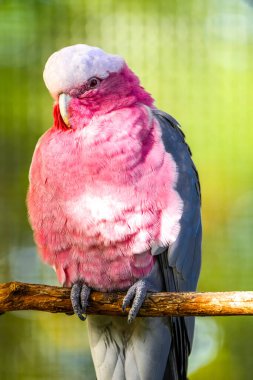 Gül göğüslü bir papağanın portresi. Kuş yakın plan. Eolophus roseicapilla. Galah.