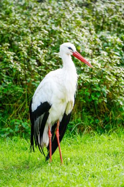 Yeşil bir çayırda beyaz bir leyleğin portresi. Doğal ortamdaki kuş.