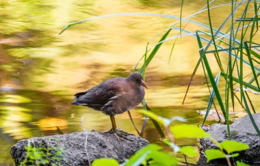Moorhen on the shore of a lake. Bird in natural habitat. clipart