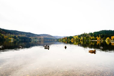 View of the Titisee near Titisee-Neustadt in the Black Forest and the surrounding nature. Landscape by the lake in autumn. clipart