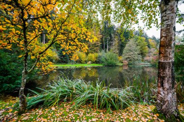 Kinzigtal 'daki Haslach yakınlarındaki orman gölü manzarası. Sonbaharda göl kenarında doğa.