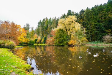 Landscape at the forest lake near Haslach in the Kinzigtal. Nature in autumn by the lake. clipart