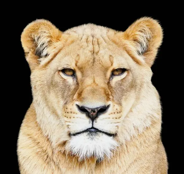 Porträt Einer Löwin Vor Schwarzem Hintergrund Stockfoto