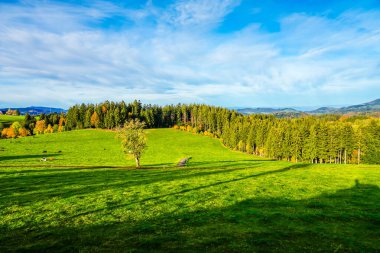 Kara Orman 'da sonbahar manzarası. Ormanları, tepeleri ve tarlaları olan doğa..