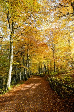 Landscape in the autumn forest near Schauinsland in the Black Forest on the surrounding nature near Freiburg im Breisgau. clipart