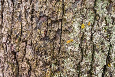Yosun ve yosun ile ağaç kabuğuna yakın çekim