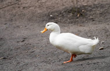 Kıyıda bir ördeğin portresi. Doğal ortamda bir hayvan. Su kuşu..