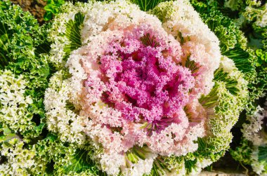 Yakın plan sebze lahanası, Brassica oleracea..