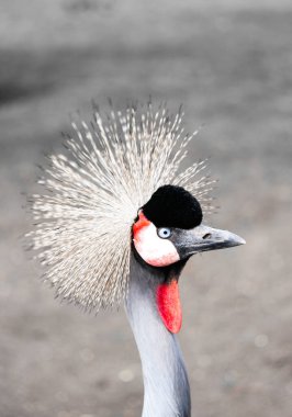 Taç giymiş bir vincin portresi. Balearica pavonina.