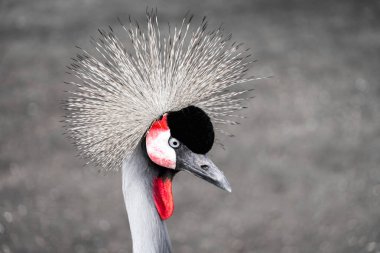 Taç giymiş bir vincin portresi. Balearica pavonina.