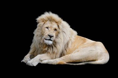 Siyah arka planda bir aslanın portresi.